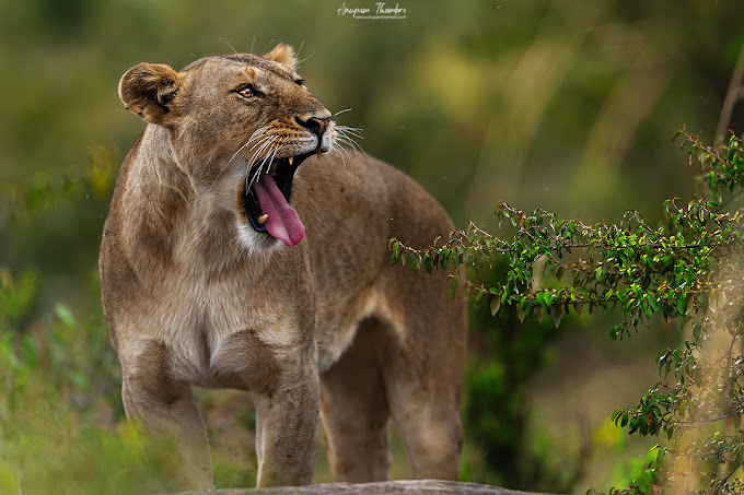 3-Day Olare Kempinski Super Luxury Safari with Land Cruiser