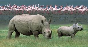 1-Day Nairobi to Lake Nakuru with Land Cruiser Based on 2 pax