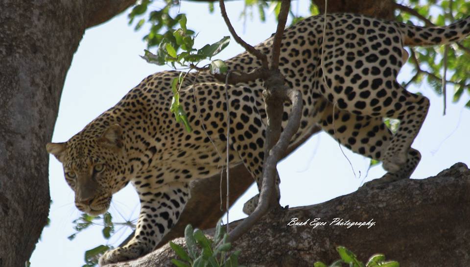 3 DAYS ASHNIL SAMBURU CAMP WITH LAND CRUISER BASED ON 6PAX MAR-6TH APR