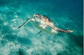 5 DAYS TURTLE BAY FLIGHT PACKAGE  MAR-30TH APRIL