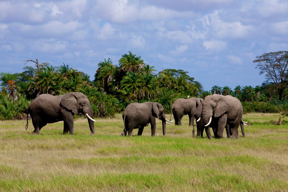 3 DAYS SERENA AMBOSELI WITH LAND CRUISER BASED ON 6 PAX 1ST AUGUST- 31ST AUGUST