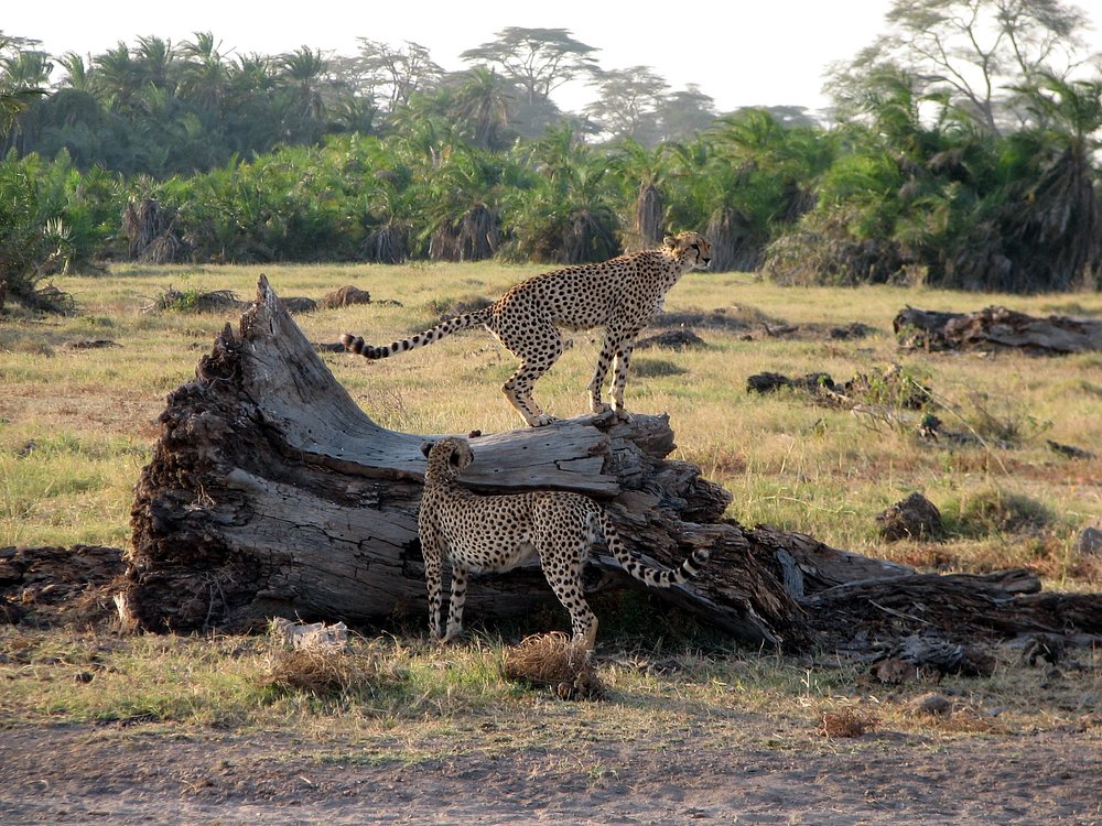 3 DAYS AMBOSELI SOPA LODGE WITH LAND CRUISER BASED ON 6 PAX 1ST AUGUST- 31ST AUGUST