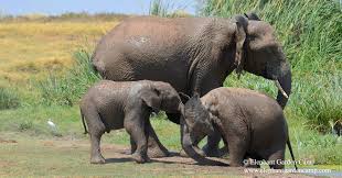 3 DAYS ELEPHANT GARDEN CAMP WITH LAND CRUISER BASED ON 2 PAX DEC