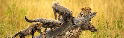 3 DAYS SENTRIM AMBOSELI WITH LAND CRUISER BASED ON 6 PAX FEB-MARCH