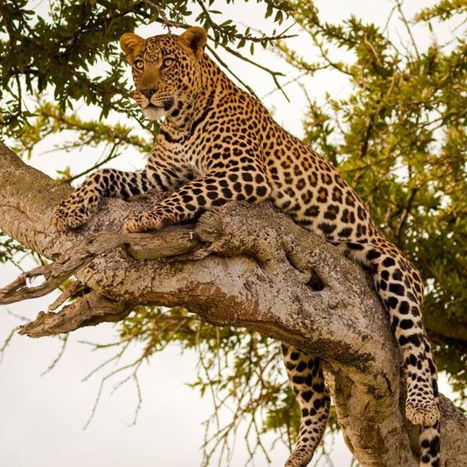 3-Day Masai Mara Manyatta Camp Budget Safari shared transport in a Land Cruiser